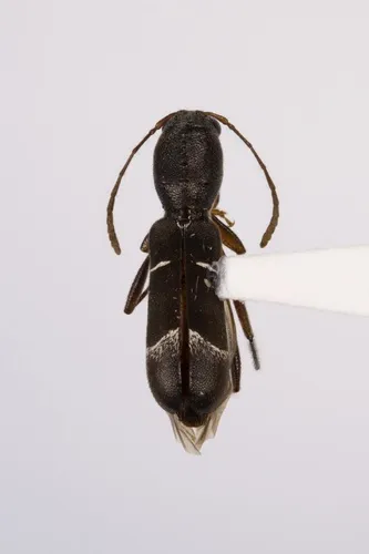 Neoclytus jouteli - photo 2