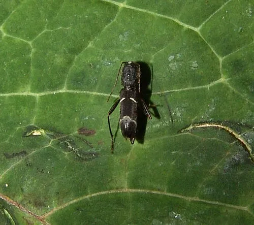 Neoclytus jouteli - photo 5