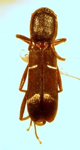 Neoclytus jouteli - photo 6