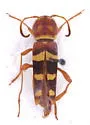 Neoclytus magnus - Neoclytus magnus