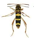 Neoclytus magnus - photo 2