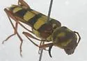 Neoclytus magnus - photo 4