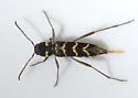 Neoclytus modestus