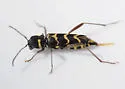 Neoclytus modestus - photo 2