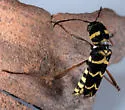 Neoclytus modestus - photo 3