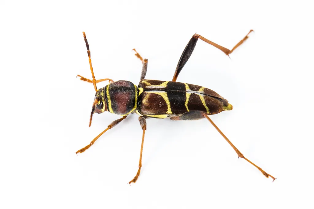 Neoclytus mucronatus - photo 3