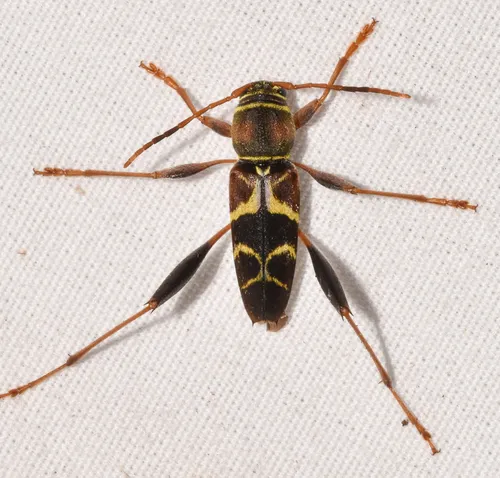 Neoclytus mucronatus - photo 4