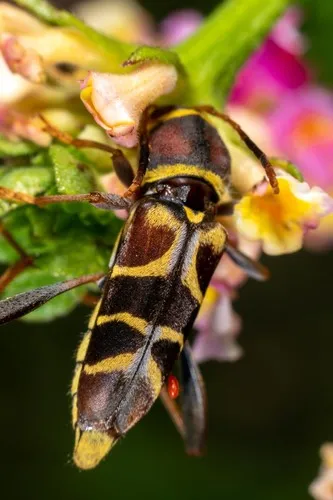 Neoclytus mucronatus - photo 6