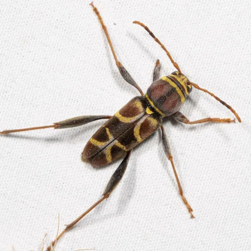 Neoclytus mucronatus - photo 7