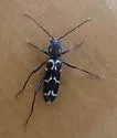 Neoclytus muricatulus - Neoclytus muricatulus