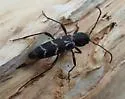 Neoclytus muricatulus - photo 2