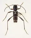 Neoclytus muricatulus - photo 3