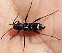 Neoclytus muricatulus - photo 4