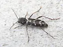 Neoclytus muricatulus - photo 5