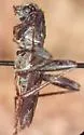 Neoclytus nubilus - photo 2