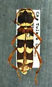 Neoclytus resplendens