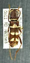 Neoclytus resplendens - photo 2