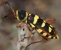 Neoclytus resplendens - photo 3