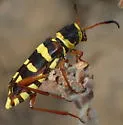 Neoclytus resplendens - photo 4