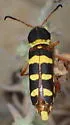 Neoclytus resplendens - photo 5