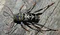 Neoclytus scutellaris - photo 2