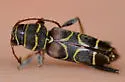 Neoclytus scutellaris - photo 3