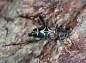 Neoclytus scutellaris - photo 4