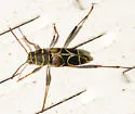 Neoclytus scutellaris - photo 5
