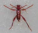 Neoclytus senilis - photo 2