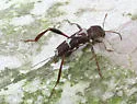 Neoclytus senilis - photo 3
