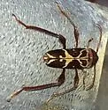 Neoclytus senilis - photo 4