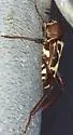 Neoclytus senilis - photo 5