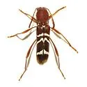 Neoclytus tenuiscriptus - Neoclytus tenuiscriptus