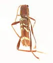 Neoclytus tenuiscriptus - photo 2