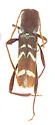 Neoclytus tenuiscriptus - photo 3