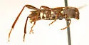 Neoclytus tenuiscriptus - photo 4
