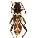 Neoclytus torquatus - photo 2