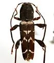 Neoclytus torquatus - photo 3