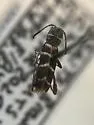 Neoclytus torquatus - photo 4