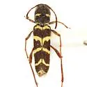 Neoclytus torquatus - photo 5