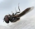 Elongate Spikeleg - photo 3