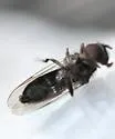 Elongate Spikeleg - photo 4