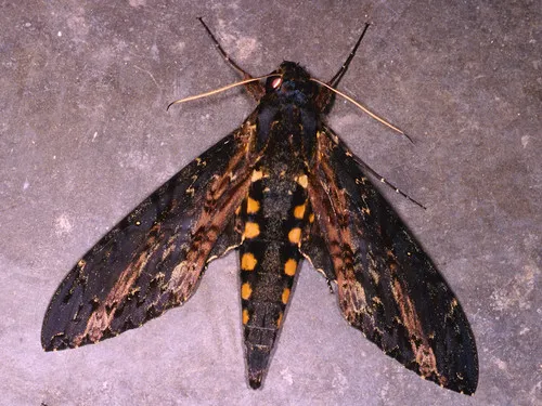 Neococytius cluentius - Hodges#7774 - Neococytius cluentius