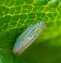 Neocoelidia balli - photo 3