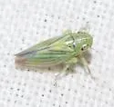 Neocoelidia balli - photo 4