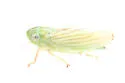 Neocoelidia balli - photo 5