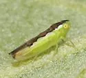 Neocoelidia beameri