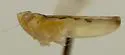 Neocoelidia beameri - photo 2