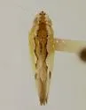Neocoelidia beameri - photo 3