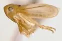 Neocoelidia bifida